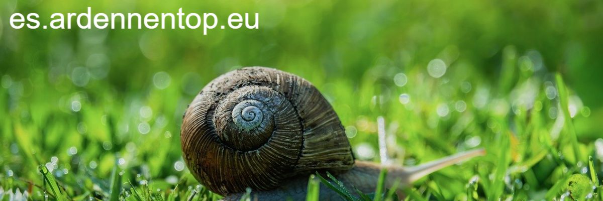 es.ardennentop.eu